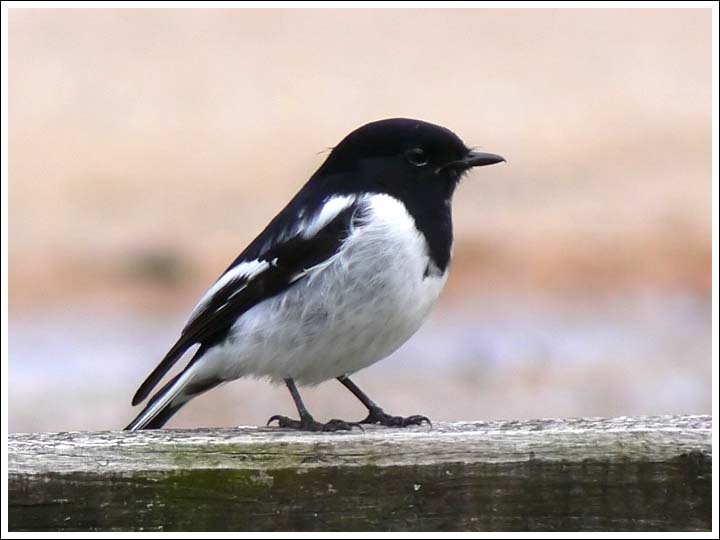 Hooded Robin.
