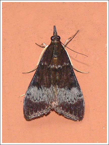 Uresiphita ornithopteralis.
Crambidae, Pyraustinae.
