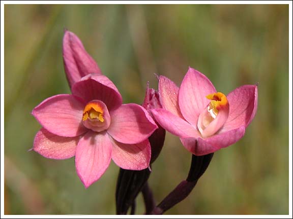 Salmon Sun-orchid.
Thelymitra rubra.
