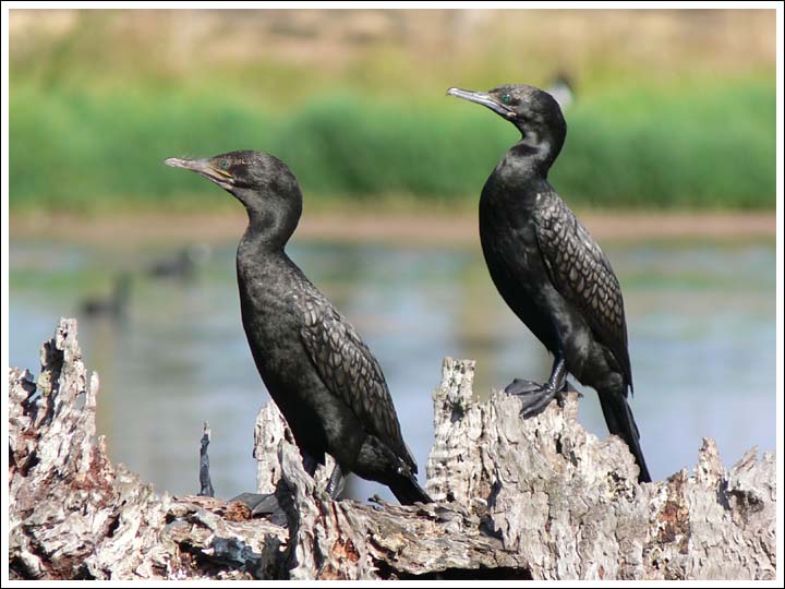 Little Black Cormorants.
