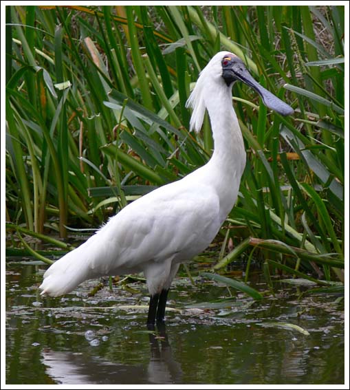 Royal Spoonbill.
Showing plumes.
