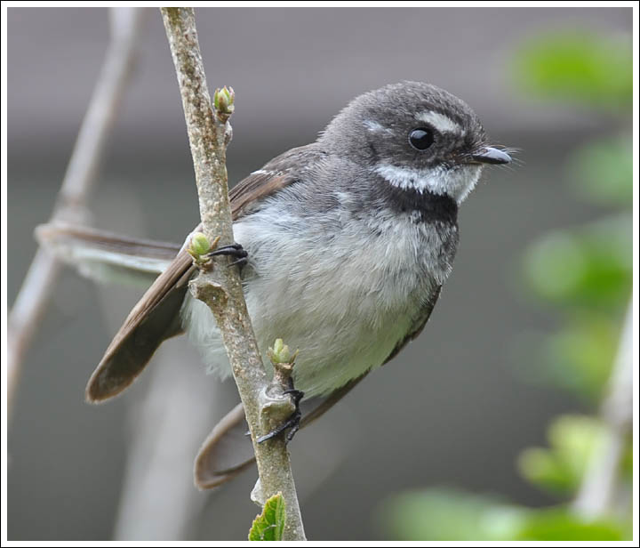 Grey Fantail.
