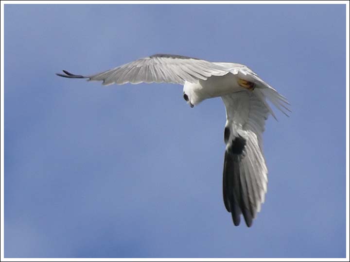 Black-shouldered Kite.
Hovering.
