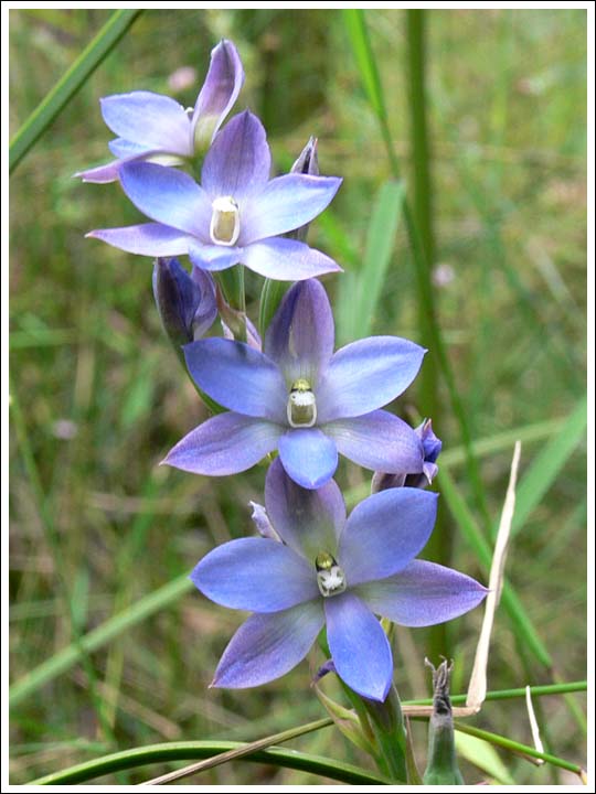 Tall Sun-orchid.
Thelymitra media.
