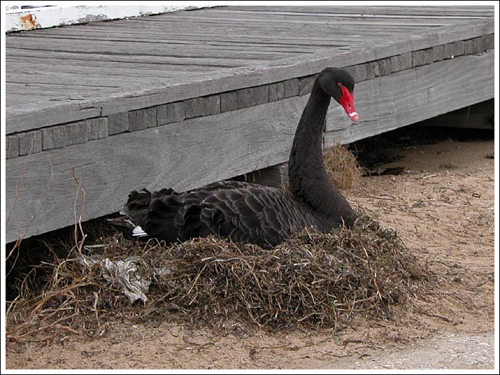 Black Swan.
On nest at Paynesville boat ramp.
