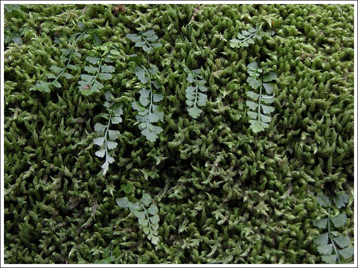 Necklace Fern on a mossy rock.
Asplenium flabellifolium.
