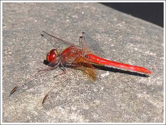 Scarlet Percher.
Diplacodes haematodes.
