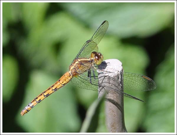 Black-faced Percher, female.
Diplacodes melanopsis.
