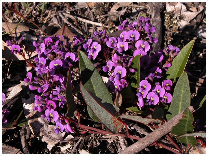 Native Sarsparilla.
Hardenbergia violacea.
