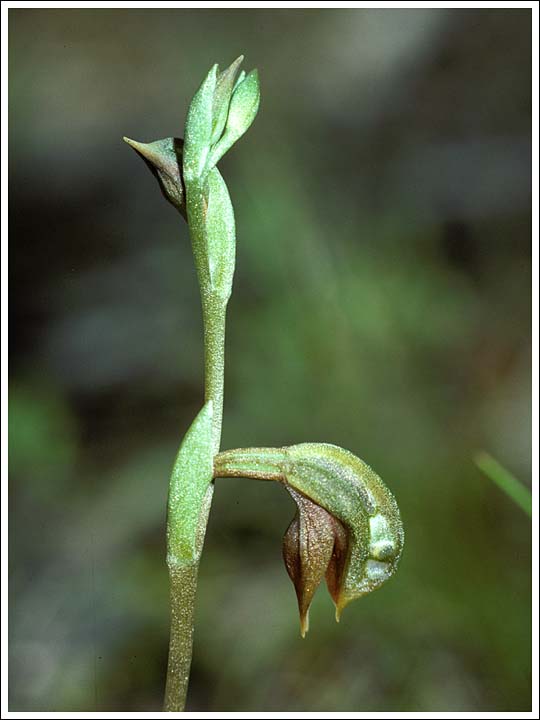 Common Ruddyhood
Pterostylis squamata.
