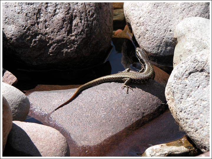 Cool-temperate Water Skink.
