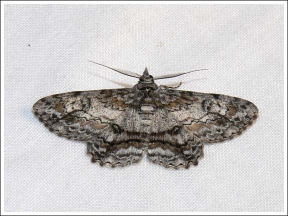 Cleora sp.
Geometridae, Ennominae,
