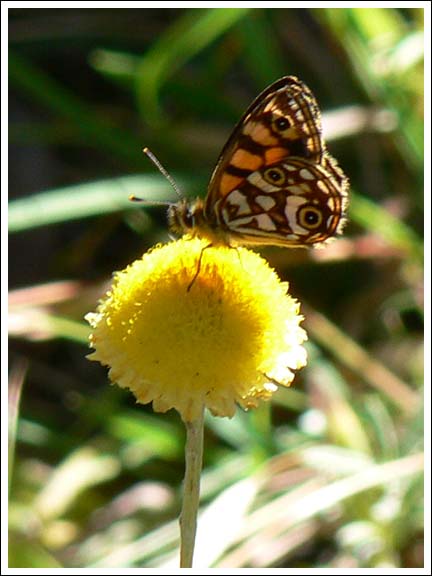 Common Silver Xenica.
Oreixenica lathoniella herceus
