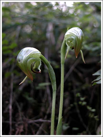 Two nodding greenhoods.
Pterostylis nutans.
