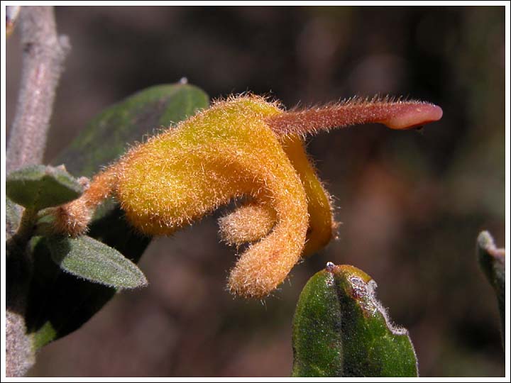 Golden Grevillea.
Grevillea chrysophaea, a very hairy form.
