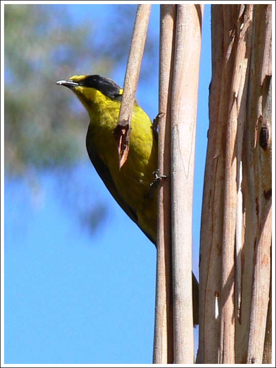 Yellow-tufted Honeyeater.
