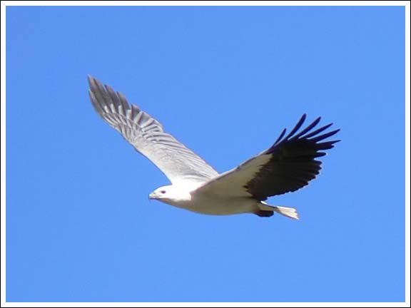 White-bellied Sea Eagle.
