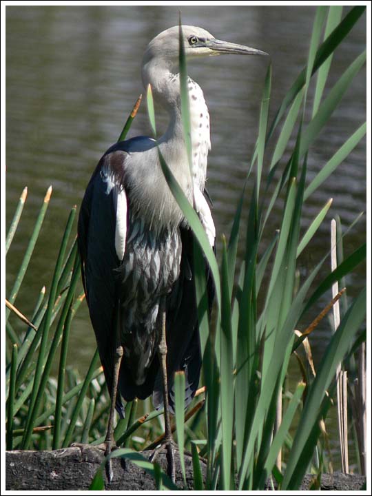 Pacific Heron.
