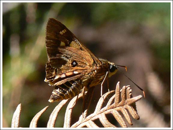 Splendid Ochre.
Trapezites symmomus
