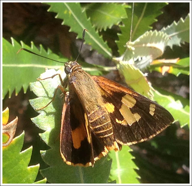 Splendid Ochre
Trapezites symmomus, photo M Potts
