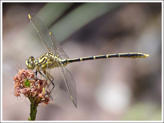 Yellow-striped Hunter.
Austrogomphus guerini.
