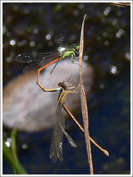 Aurora Bluetail.
Ischnura aurora, tandem pair.
