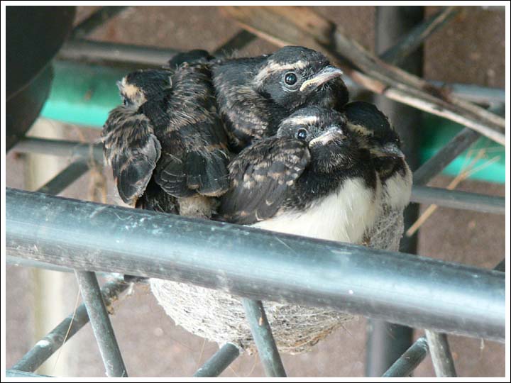 Willie Wagtail young.
