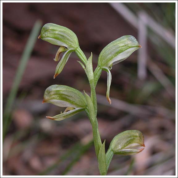 Tall Greenhood.
Pterostylis melagramma.
