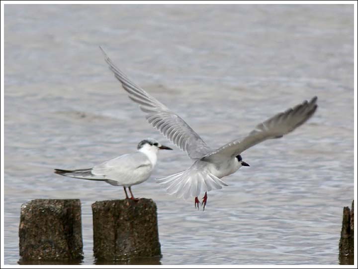 Image 15.
One sitting, one flying.
