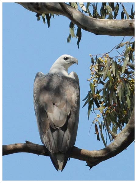 White-bellied Sea Eagle.
