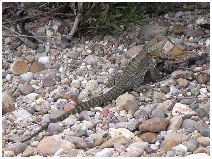 Eastern Water Dragon.
A smaller specimen.
