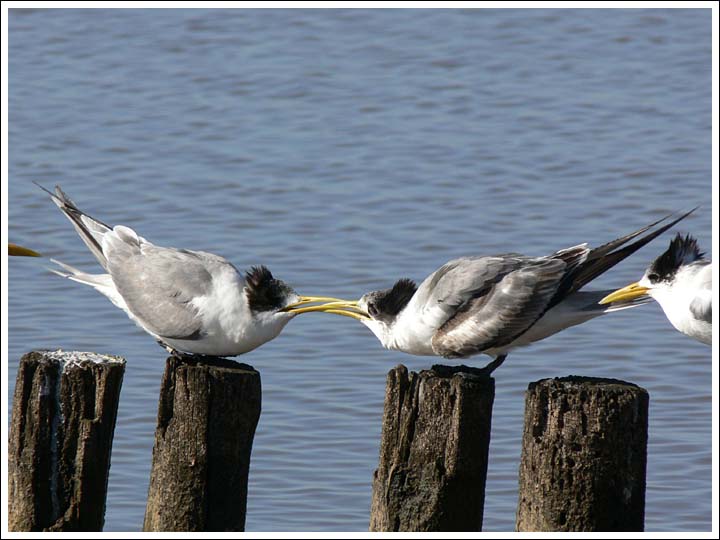 Crested Terns.
Interacting.

