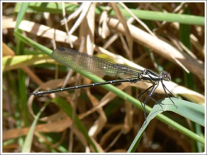Common Flatwing, male.
Austroargiolestes icteromelas.
