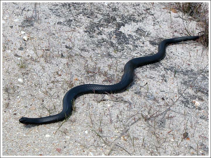 Red-bellied Black Snake.
Paeudechis porphriacus.
