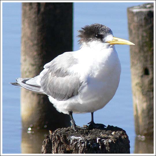 Crested Tern.
A banded bird.
