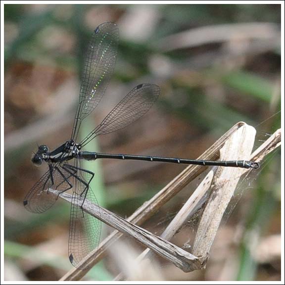 Common Flatwing, male.
Austroargiolestes icteromelas.
