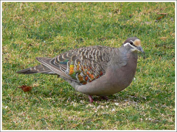 Common Bronzewing.
