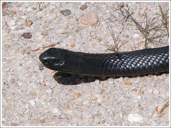 Red-bellied Black Snake.
Paeudechis porphriacus.
