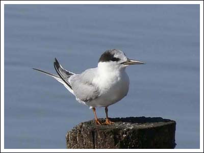 Whiskered Tern.
