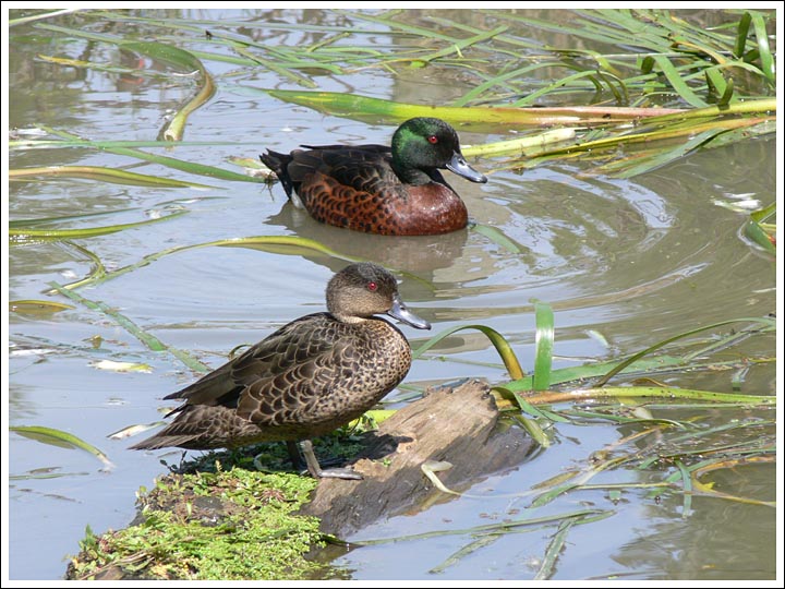 Chestnut Teal pair.
