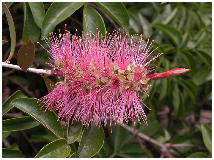A Bottlebrush.
Callistemon species found on the upper Avon River.
