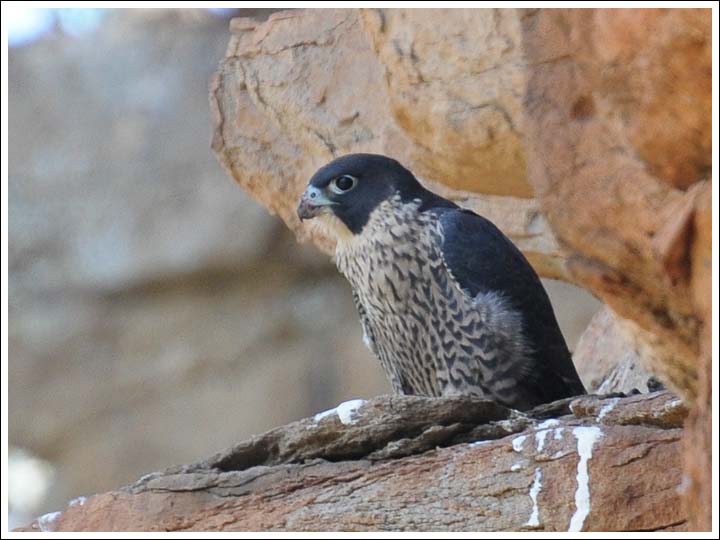 Peregrine Falcon.
Juvenile at nest.
