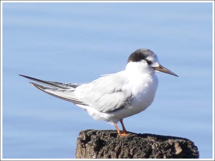 Whiskered Tern.
