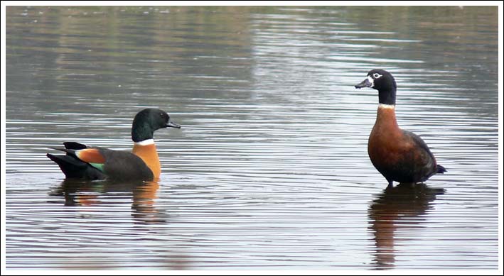 Chestnut-breasted Shelducks.
Also known as Mountain Ducks.
