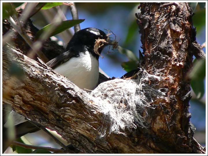 Willie Wagtail.
Nest building.
