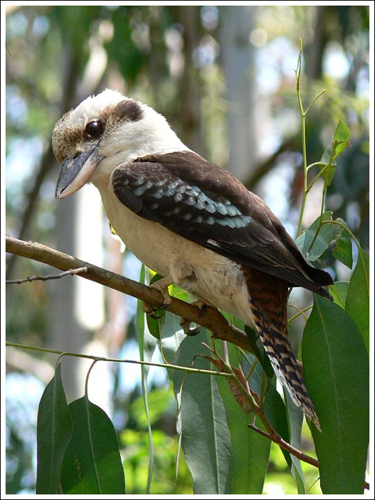 Kookaburra.
