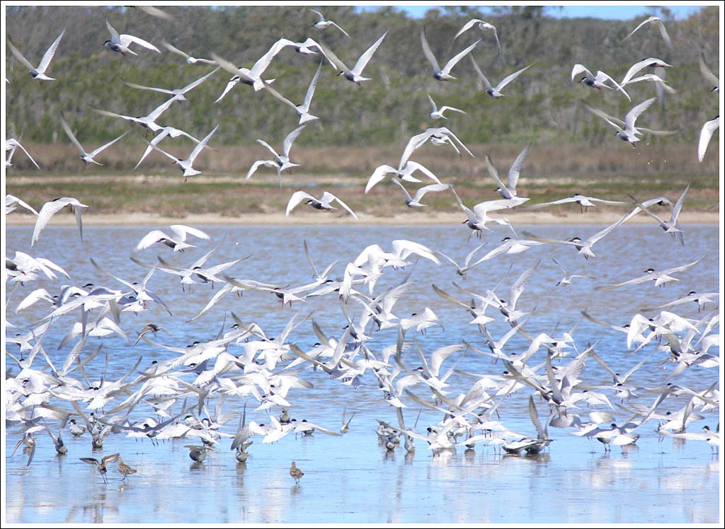 Whiskered Terns.
700 plus with waders at Lake Reeve.
