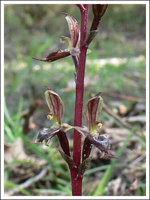 Mosquito orchid.
Acianthus pusillus.
