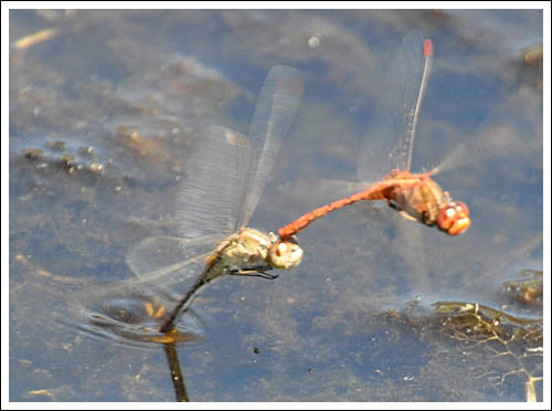 Wandering Perchers ovipositing.
Diplacodes bipunctata.
