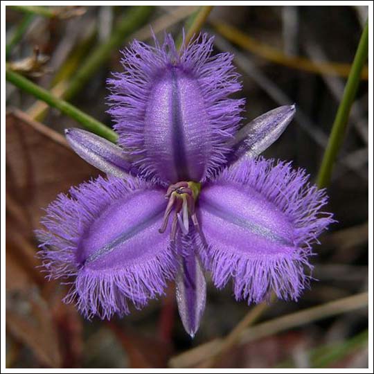 Common Fringe-lily.
Thysanotus tuberosus
